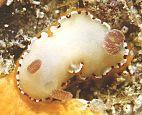 Chromodoris rubrocornuta